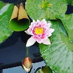 A Lareira Konukevi
