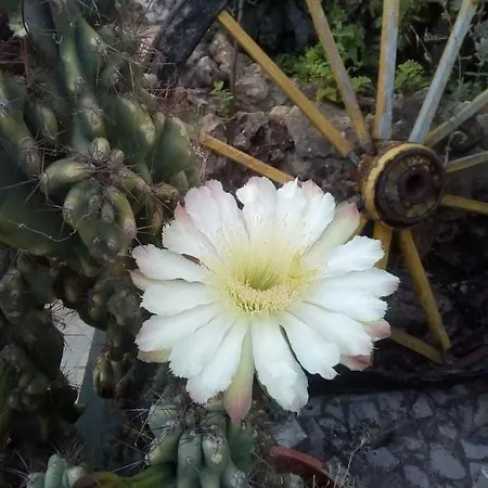 ゲストハウス A Lareira